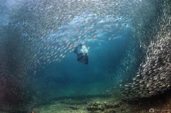 Sardine Madness by Nadya Kulagina 